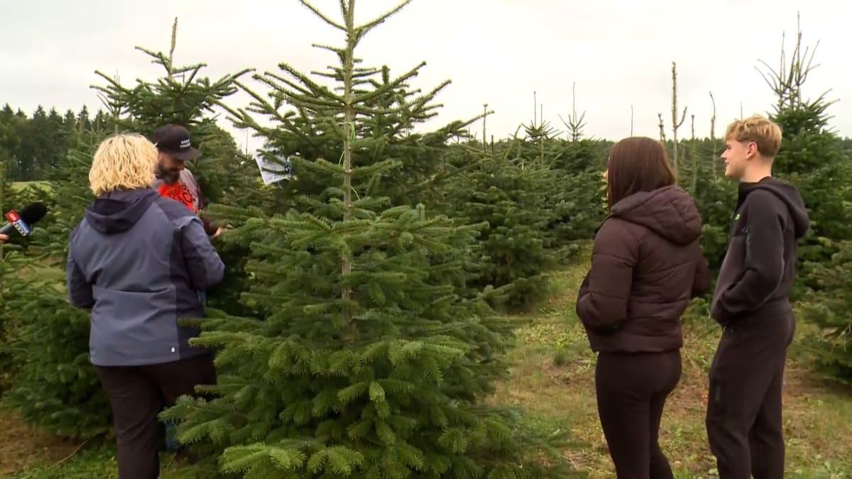 Người Séc đã bắt đầu lựa chọn cây thông Giáng sinh